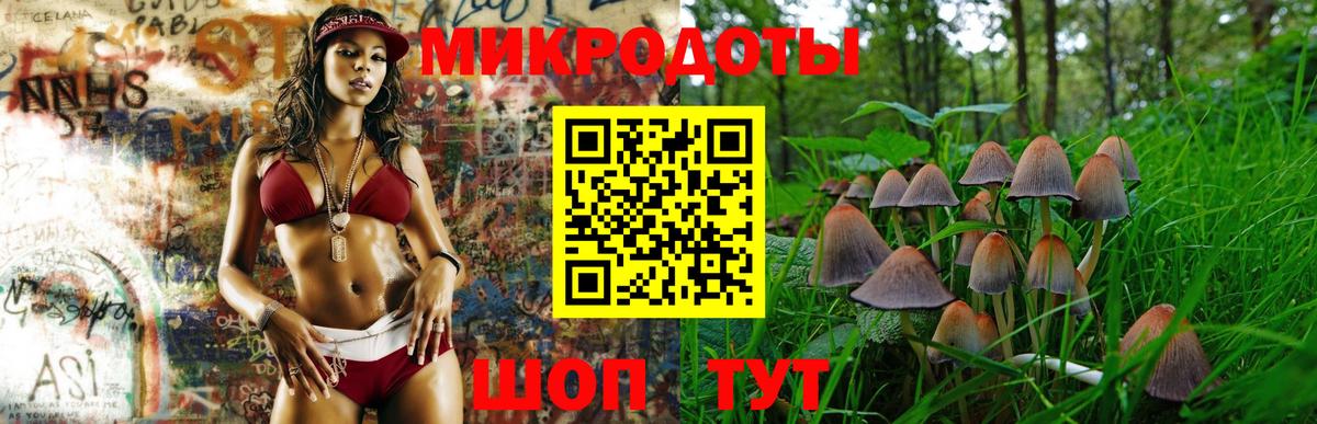 Галлюциногенные грибы Psilocybe Шелехов